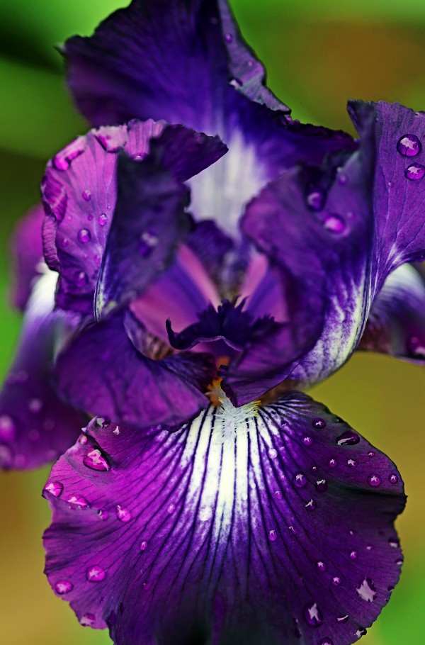Purple With White Splash Iris by Deb Oppermann